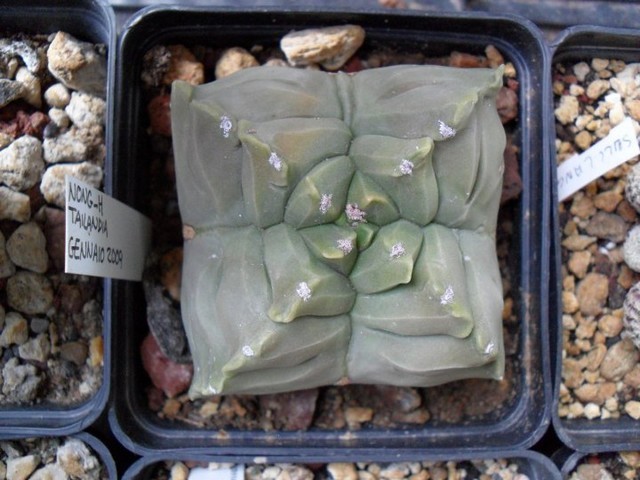 Astrophytum  kikko quadricostatum